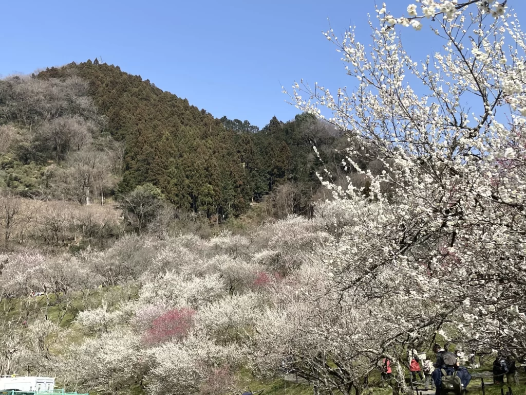 小下沢梅林