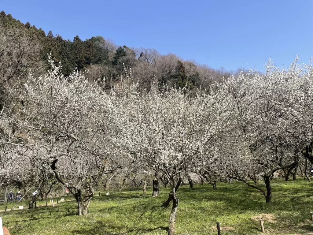 木下沢梅林