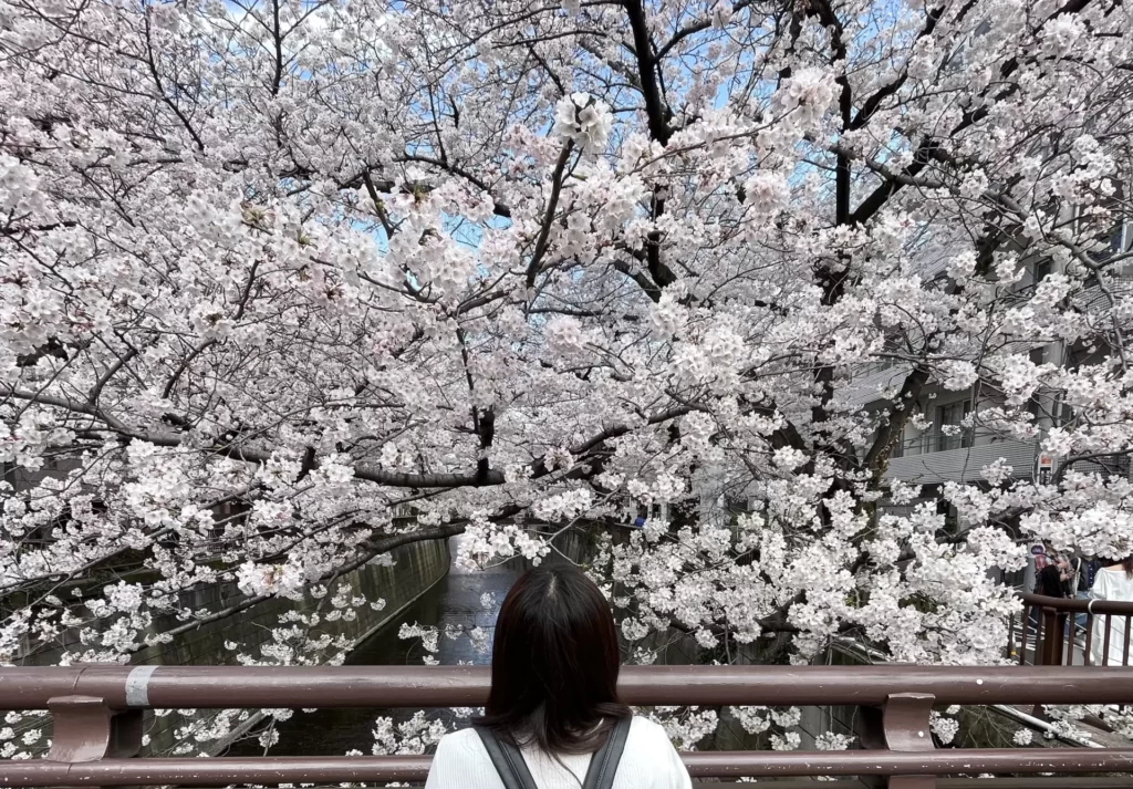 目黒川の桜