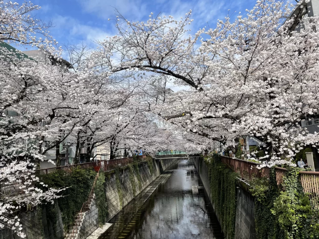 中目黒の桜