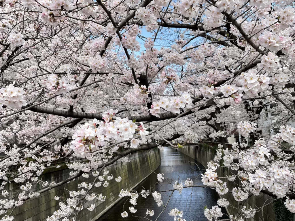 目黒川の桜