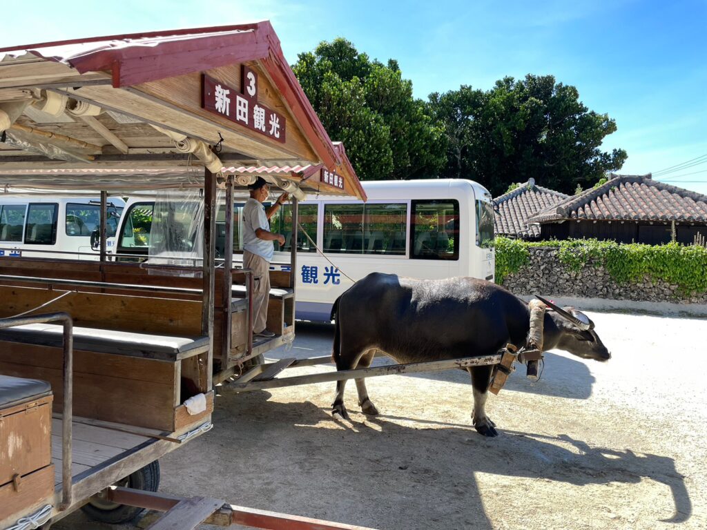 新田観光の水牛