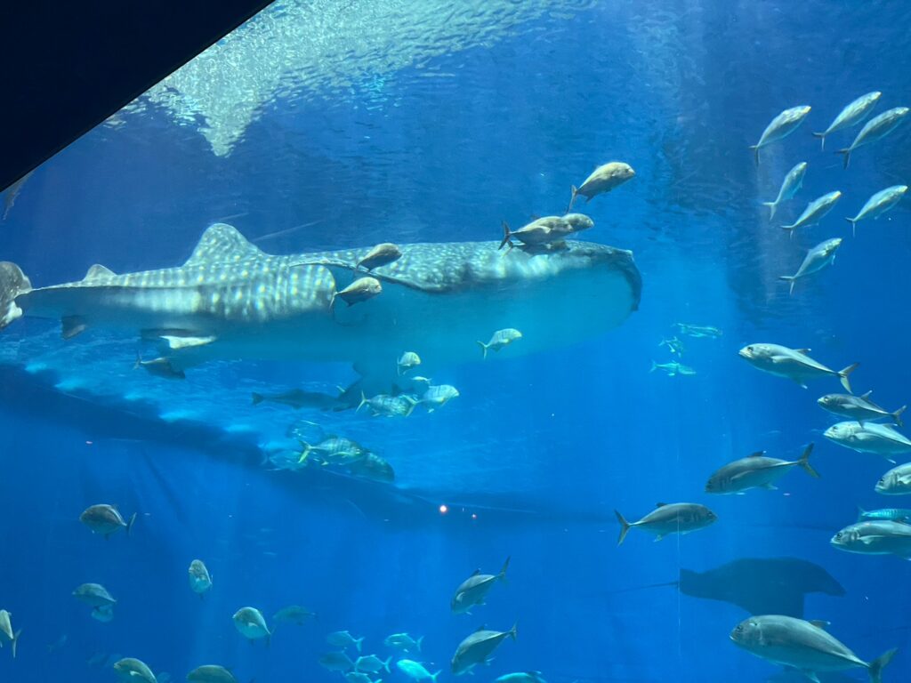 美ら海水族館