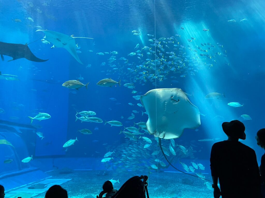 美ら海水族館の大水槽