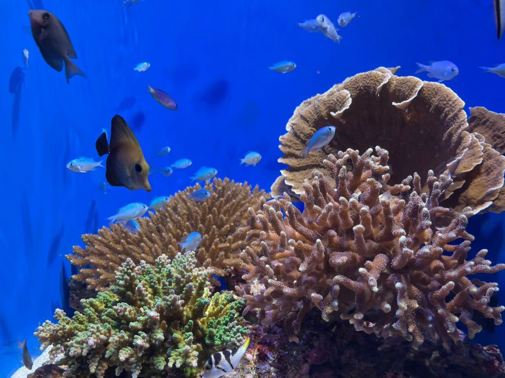 美ら海水族館のサンゴの海