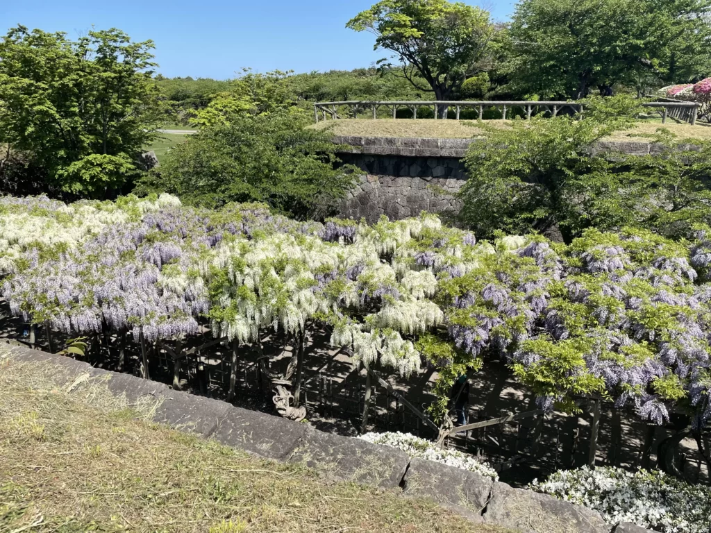 五稜郭の藤の花